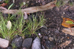 Juncus bulbosus