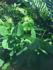 Malvaviscus arboreus drummondii