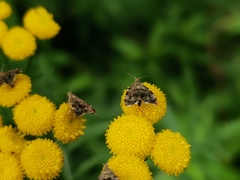 Anthophila fabriciana