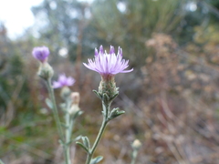 Centaurea paniculata