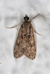 Eudonia truncicolella