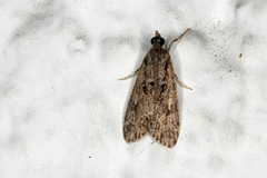 Eudonia truncicolella