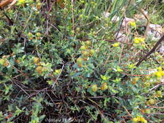 Euphorbia spinosa