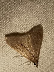 Mecyna asinalis