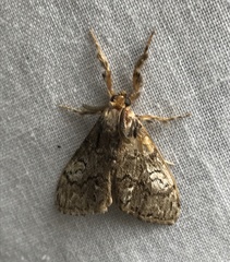 Dasychira obliquata
