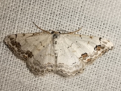 Scopula decorata