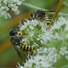 Ectemnius lituratus