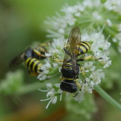 Ectemnius lituratus