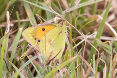 Colias electo pseudohecate