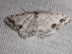 Scopula decorata