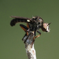 Hadrokolos texanus