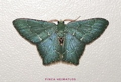 Chloropteryx nordicaria
