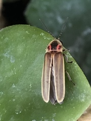 Photinus signaticollis