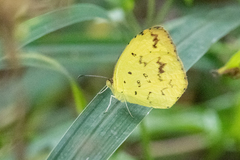 Eurema desjardinsii