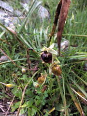 Ophrys fuciflora parvimaculata