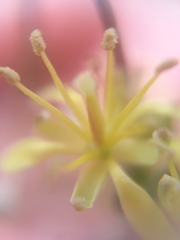 Sisymbrium irio
