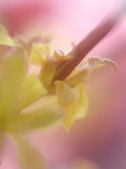 Sisymbrium irio