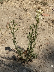 Erigeron bonariensis