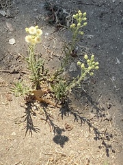 Erigeron bonariensis