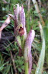 Serapias parviflora