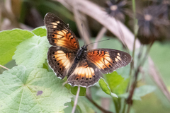 Junonia sophia
