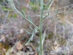 Centaurea paniculata