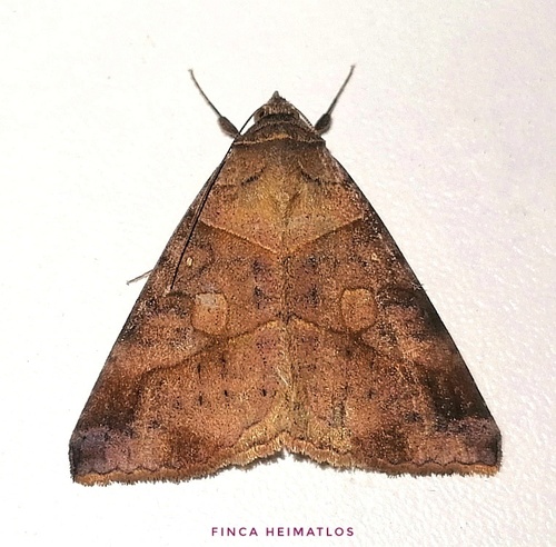 Mocis diffluens Guenée, 1852