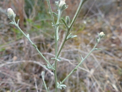 Centaurea paniculata