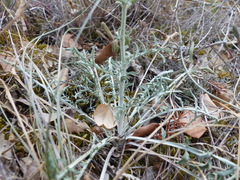 Centaurea paniculata