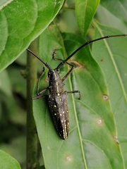 Taeniotes naevius