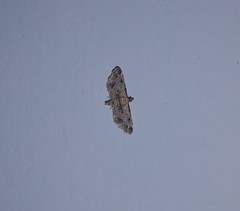 Sufetula