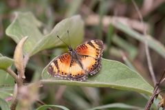 Junonia sophia