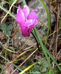 Cyclamen repandum