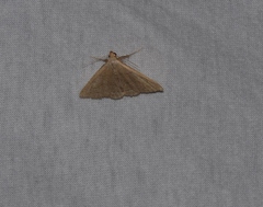 Zanclognatha pedipilalis