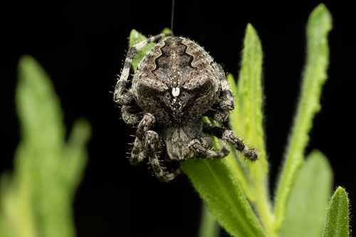 Angular Orbweaver
