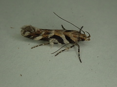 Aristotelia devexella