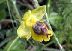Ophrys sicula