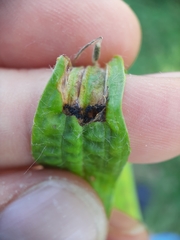 Aspilapteryx tringipennella