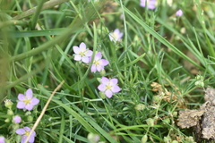 Spergularia purpurea