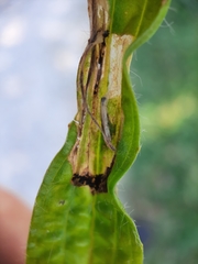 Aspilapteryx tringipennella