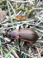 Carabus arvensis