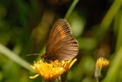 Erebia pharte