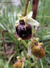Ophrys fuciflora parvimaculata