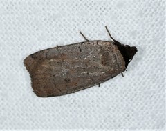 Protolampra rufipectus