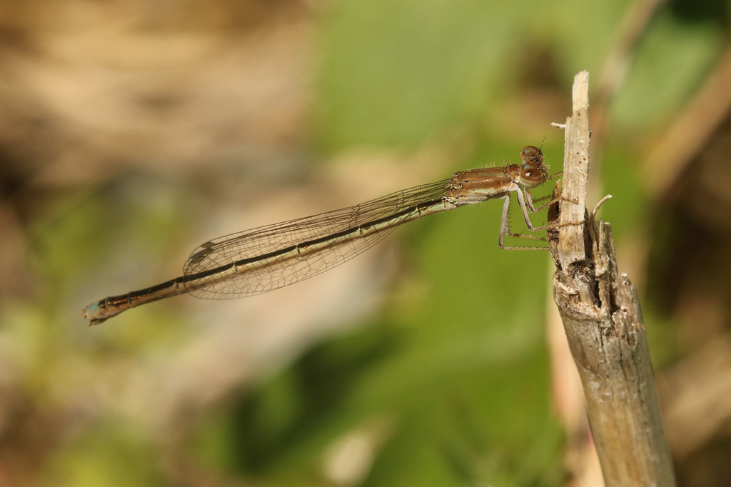 Argentagrion ambiguum