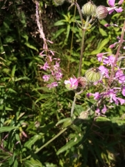 Melandrium