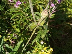 Melandrium