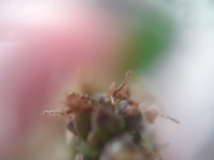 Plantago australis