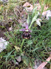 Ophrys fuciflora parvimaculata