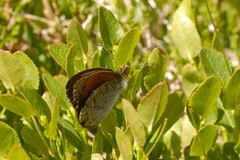 Erebia tyndarus